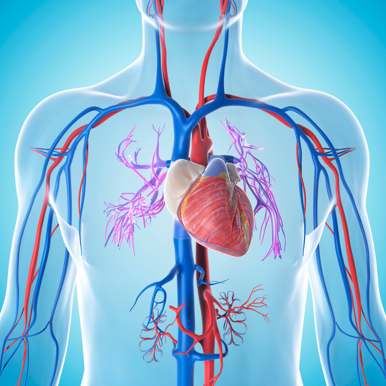 جراحة القلب والأوعية الدموية